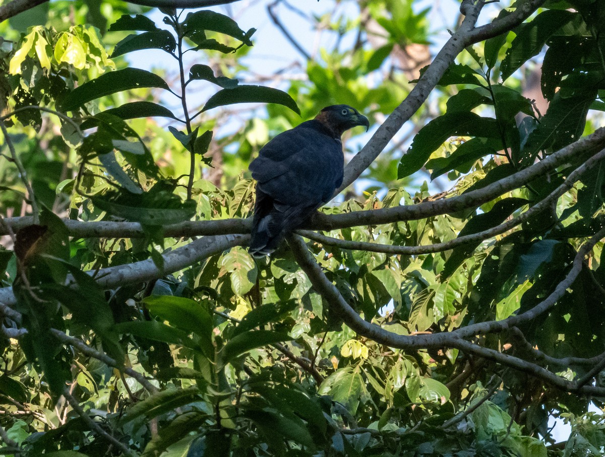 Hook-billed Kite (Hook-billed) - ML641316769