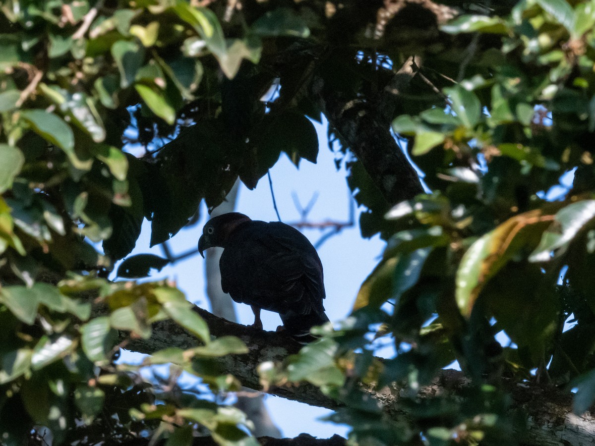 Hook-billed Kite (Hook-billed) - ML641316770