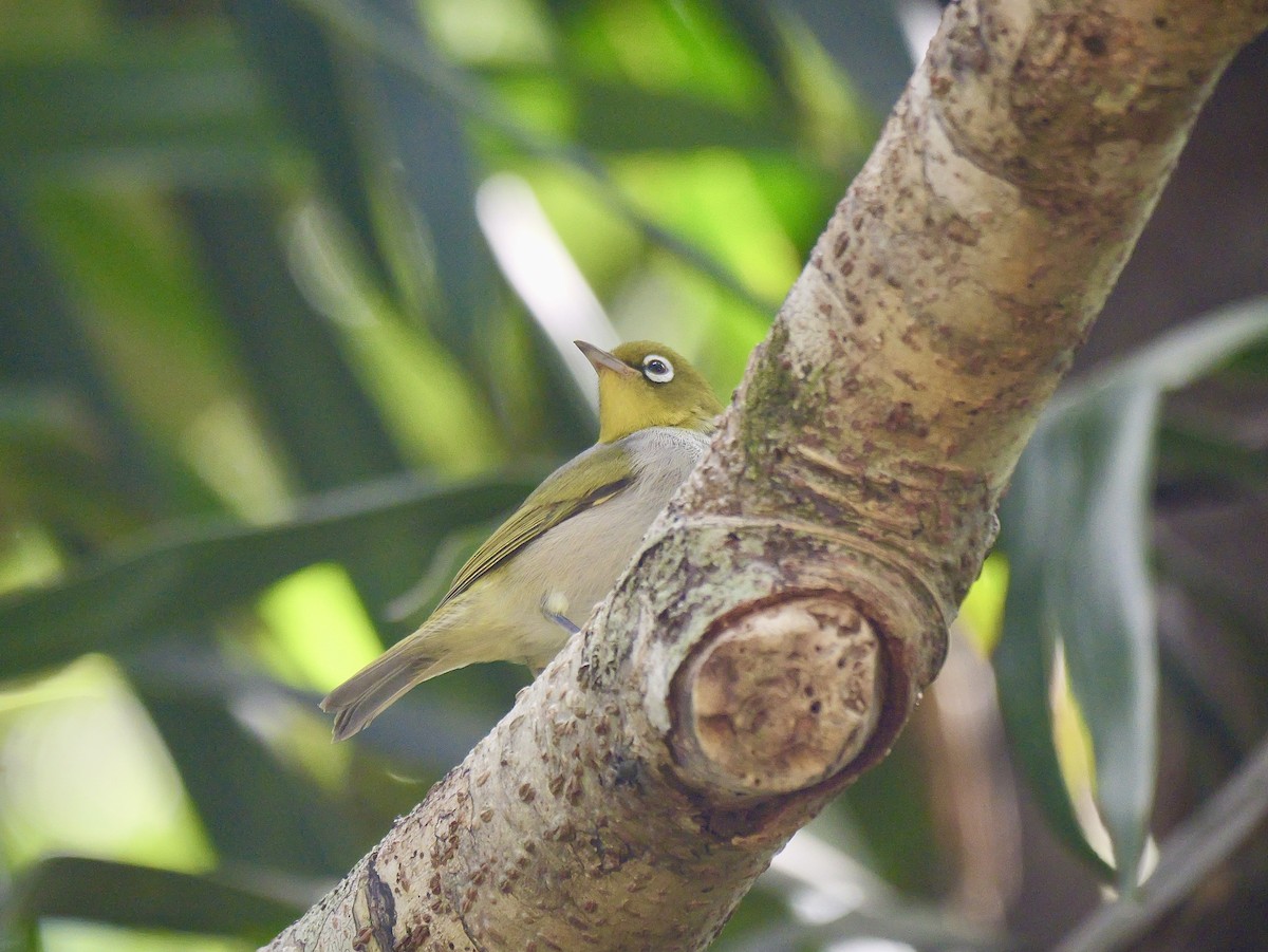 Fiji White-eye - ML641316771