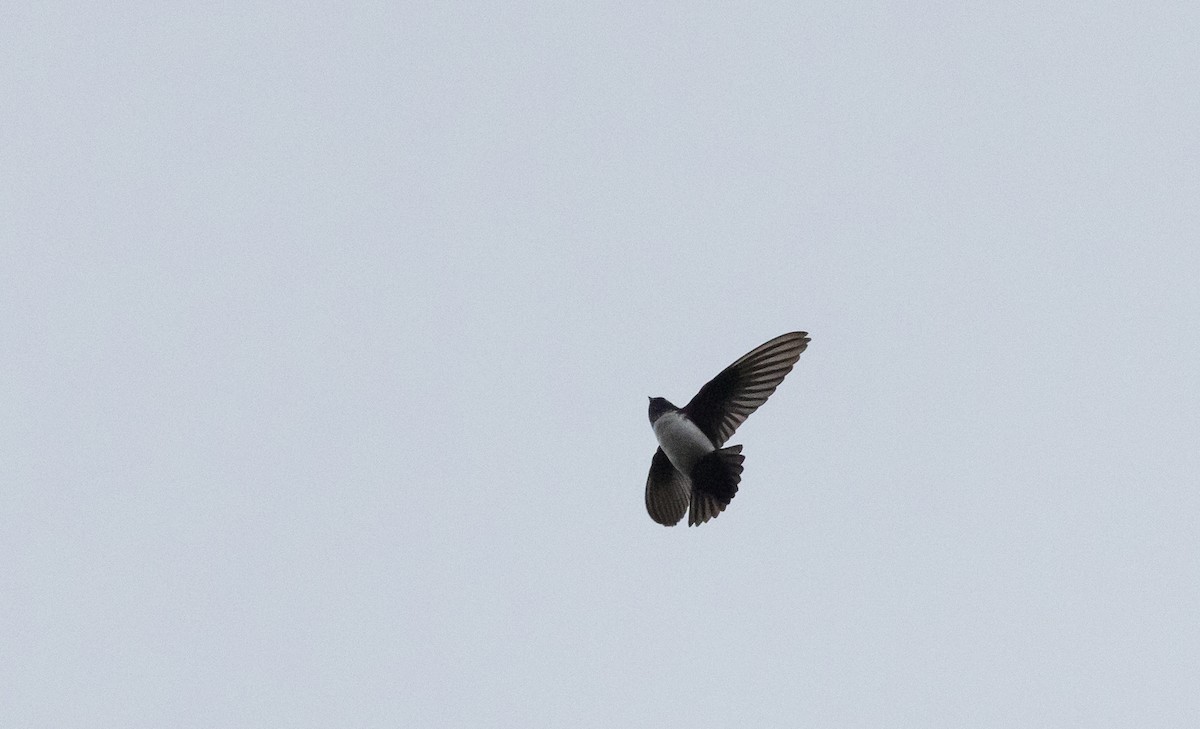 Hirondelle du Népal - ML641316781