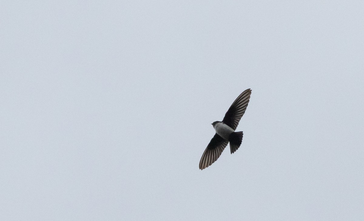 Hirondelle du Népal - ML641316782