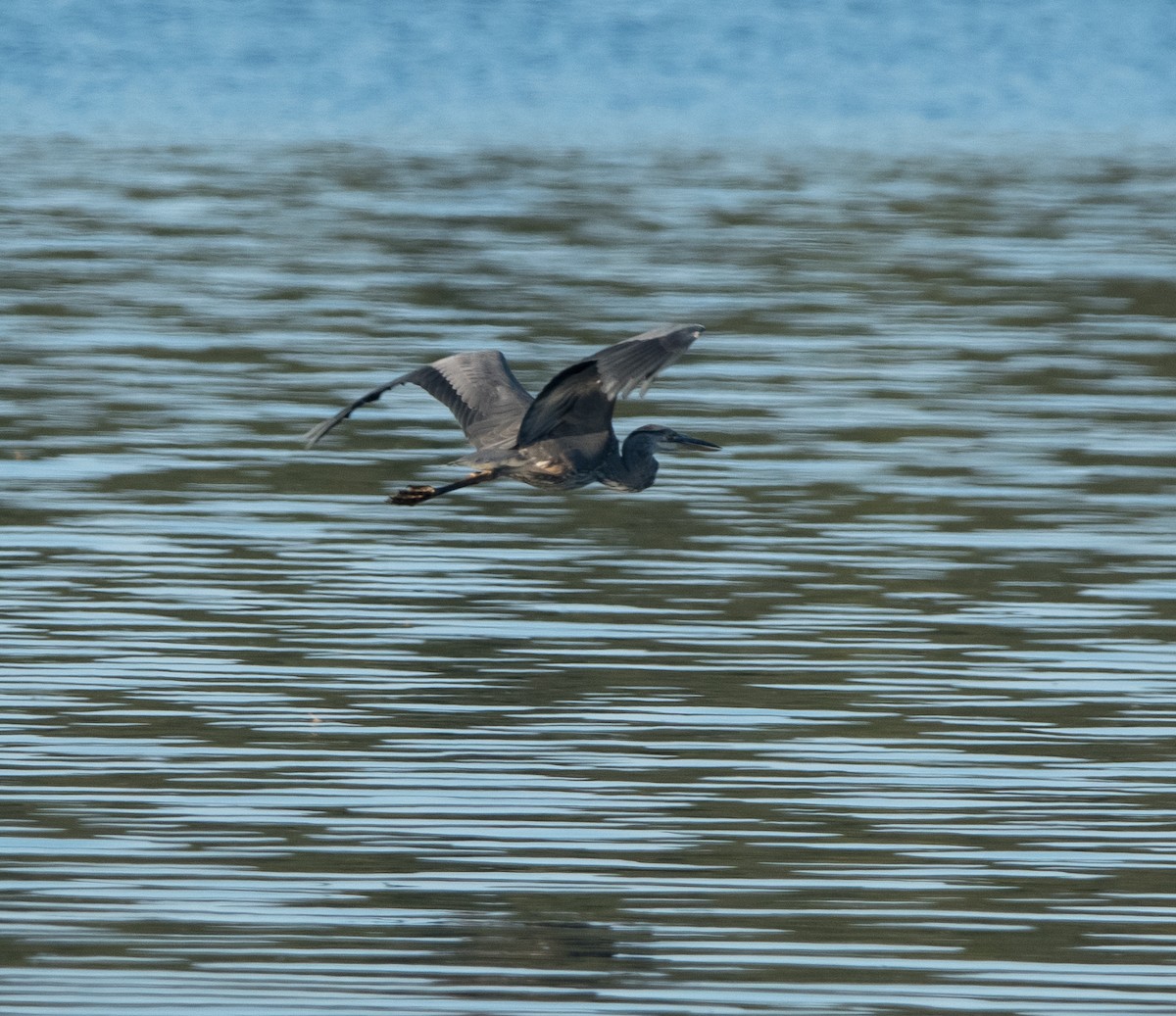 Great Blue Heron - ML641316877