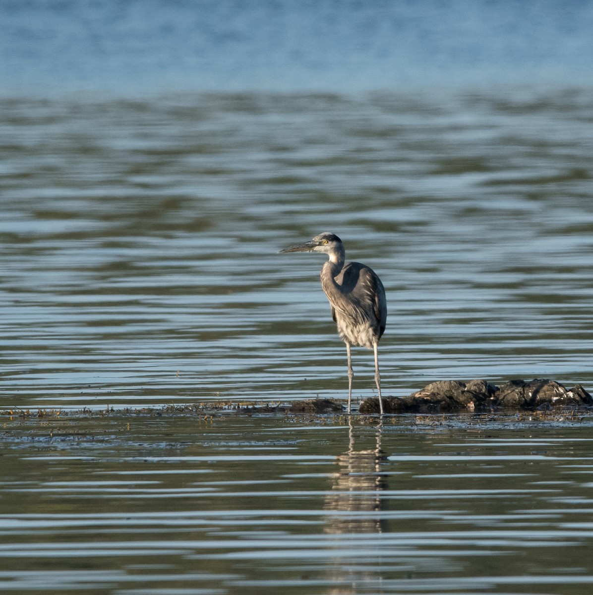 Great Blue Heron - ML641316878