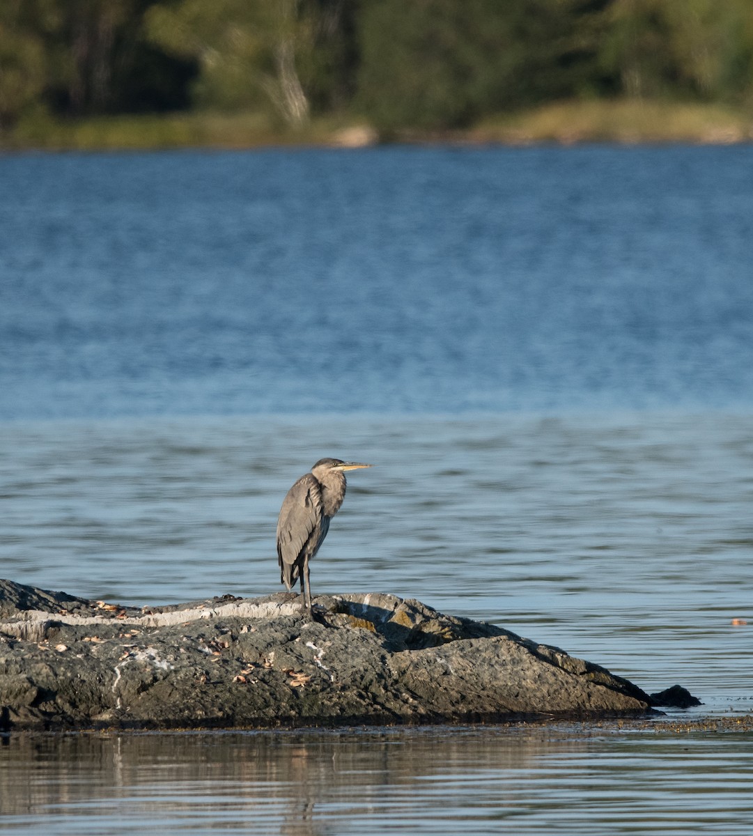 Great Blue Heron - ML641316883
