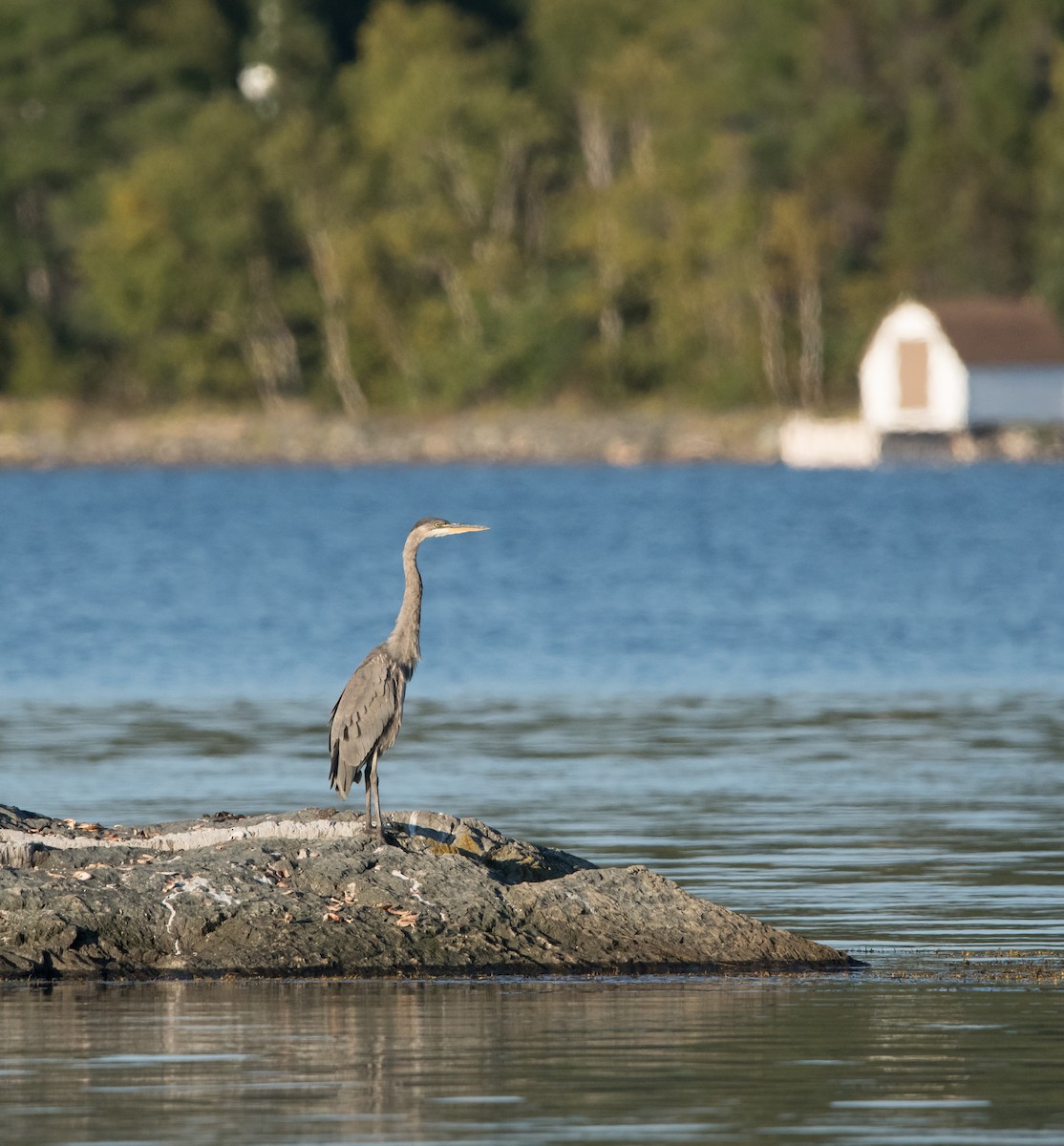 Great Blue Heron - ML641316884