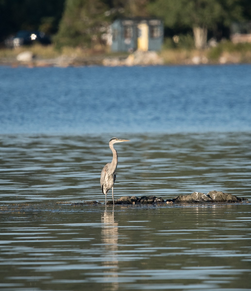 Great Blue Heron - ML641316885