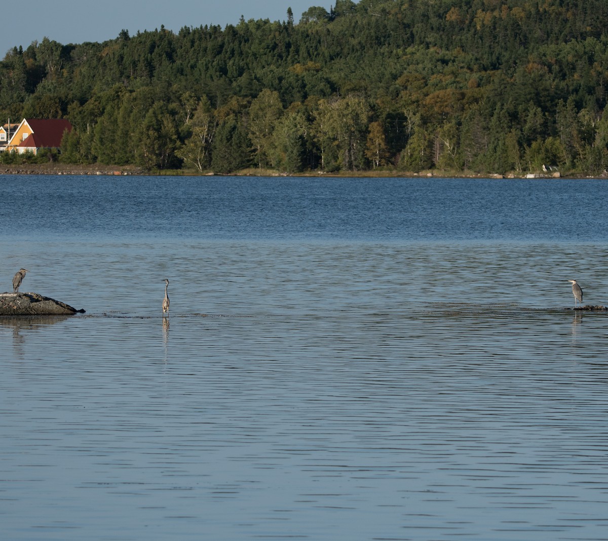 Great Blue Heron - ML641316886