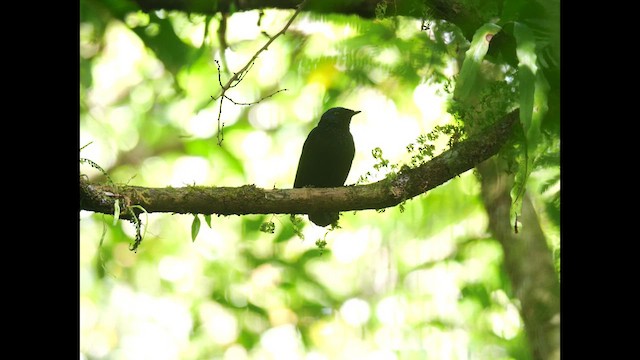 Taveuni Silktail - ML641316914