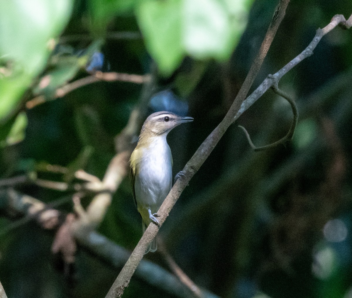 Chivi Vireo - ML641316918