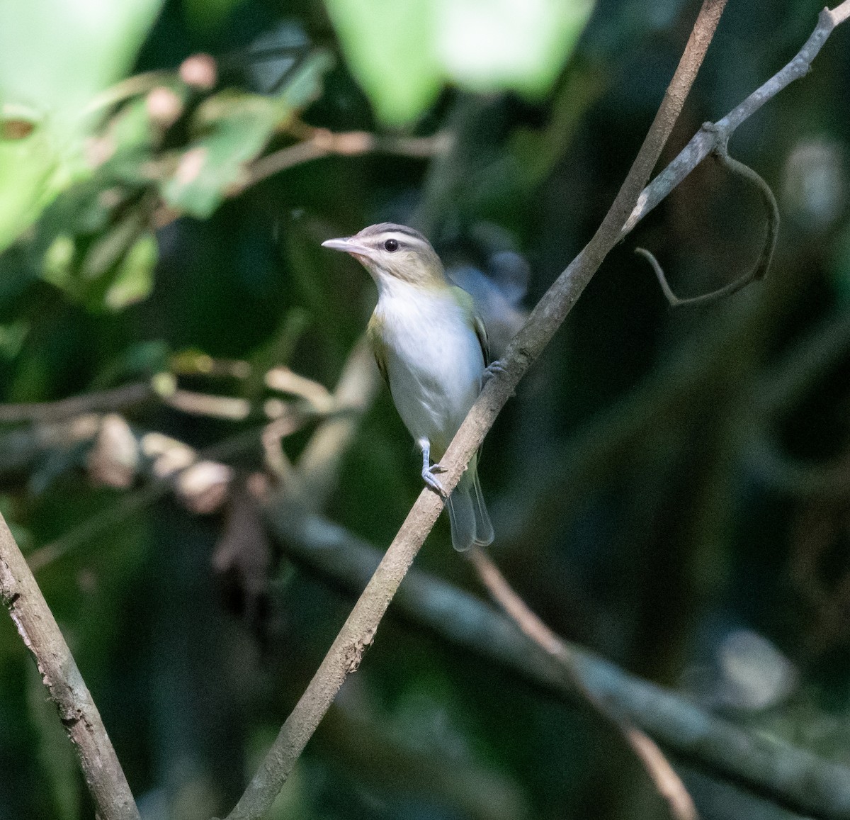 Chivi Vireo - ML641316920