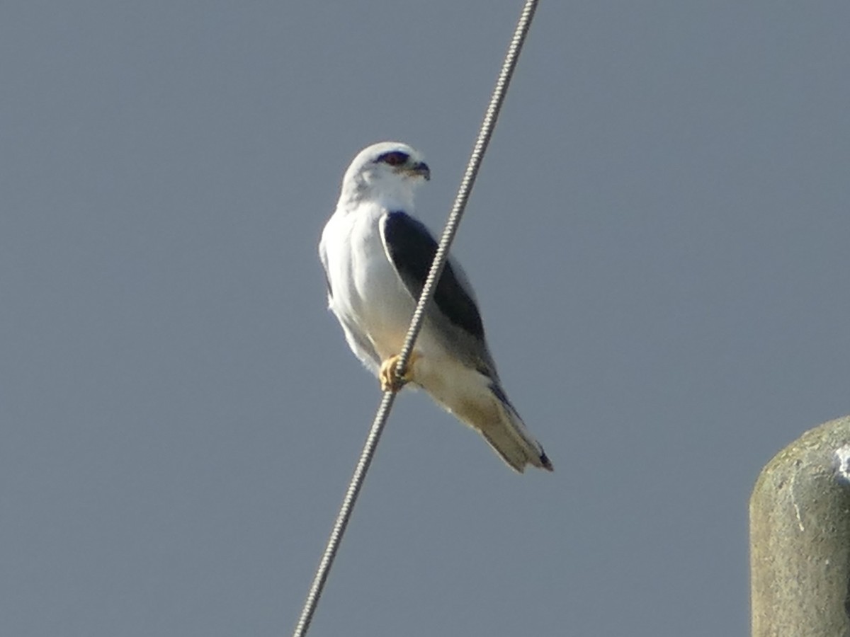 Black-winged Kite - ML641316949