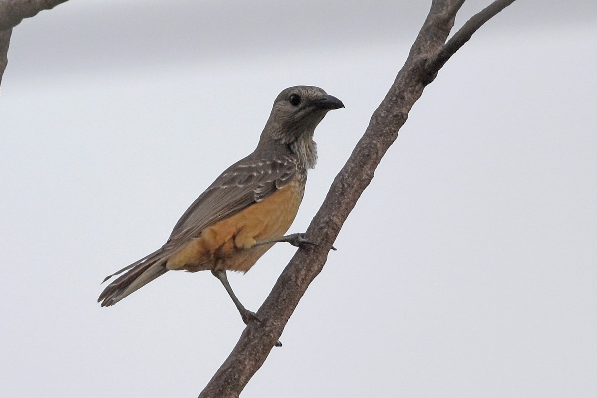 Fawn-breasted Bowerbird - ML641316972