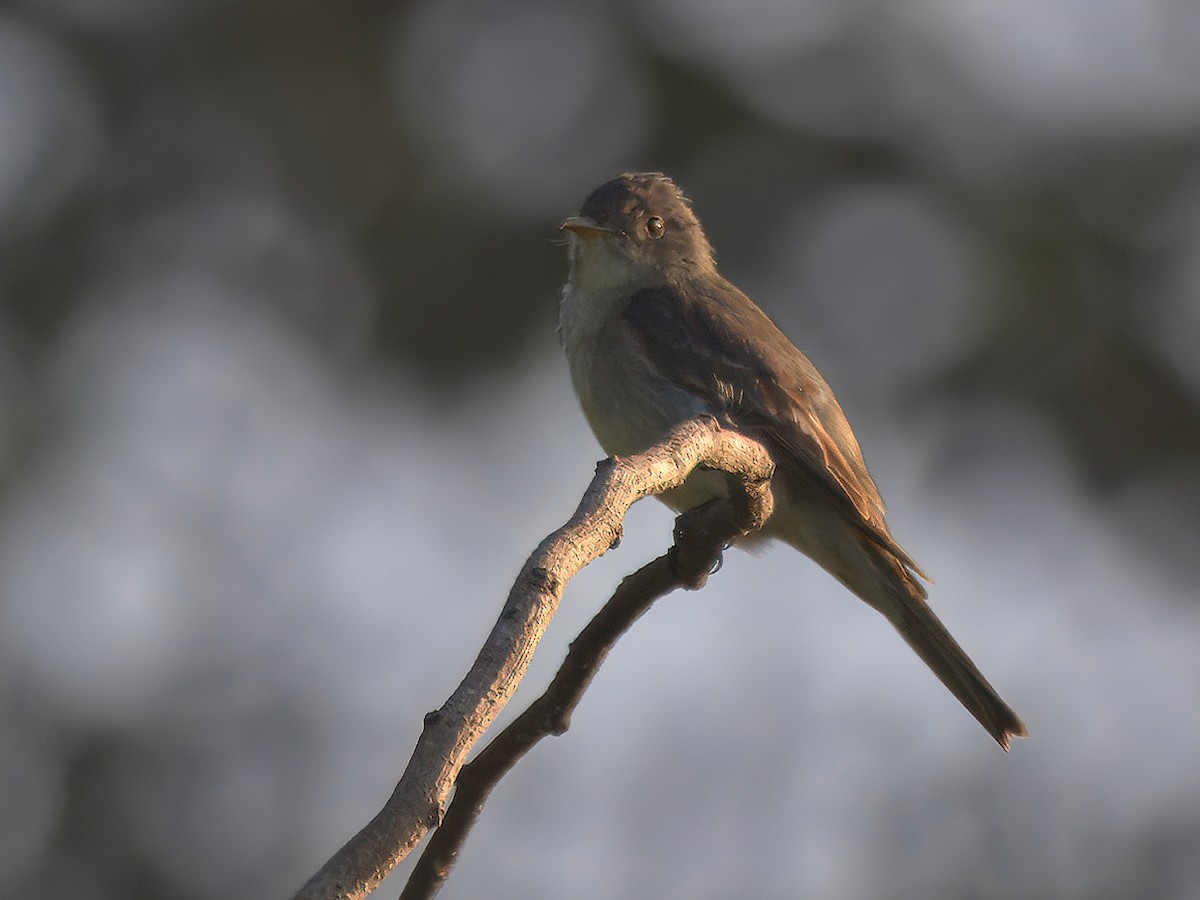 Eastern Wood-Pewee - ML641316997