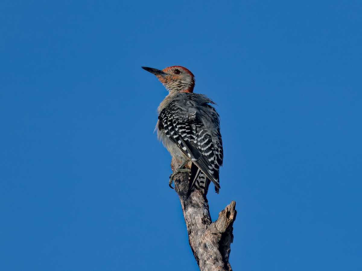 Red-bellied Woodpecker - ML641317002