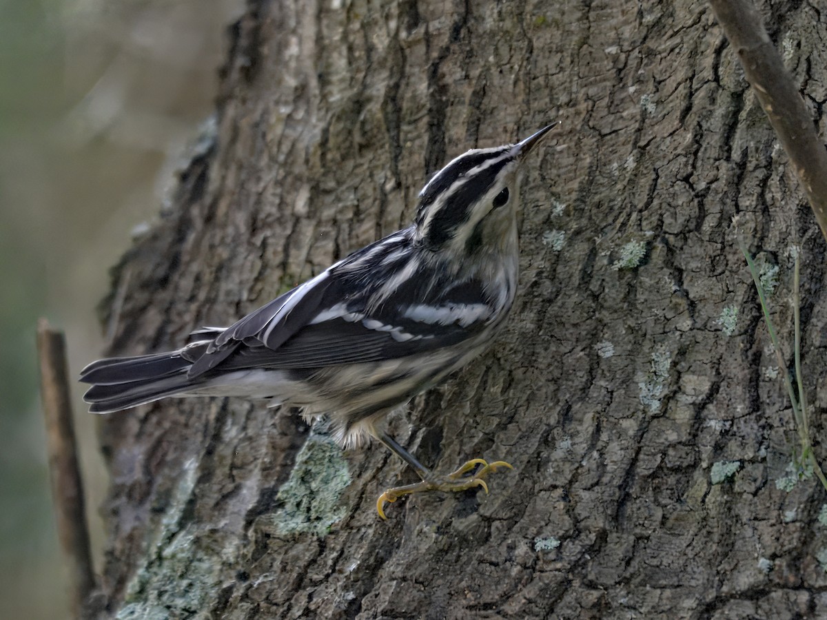 Black-and-white Warbler - ML641317016