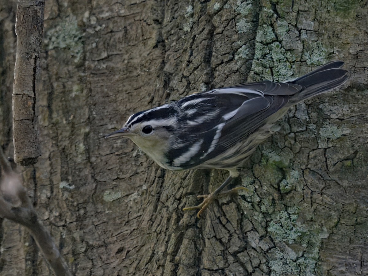 Black-and-white Warbler - ML641317017