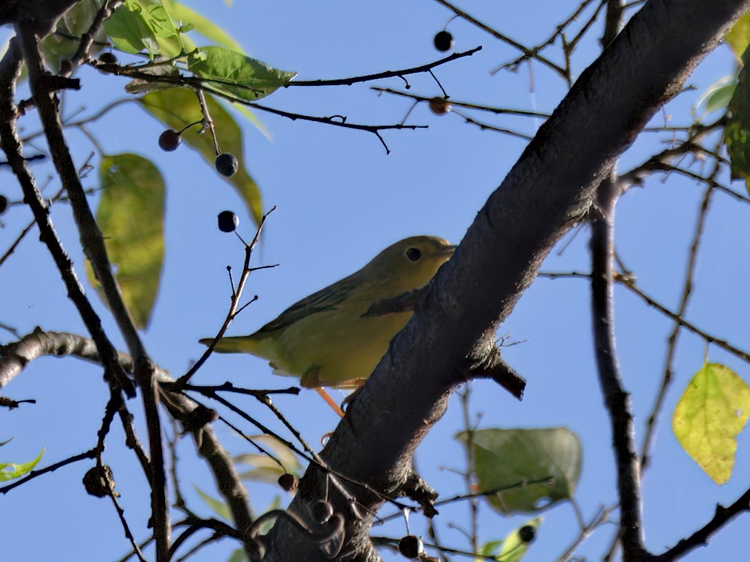 Yellow Warbler - ML641317027