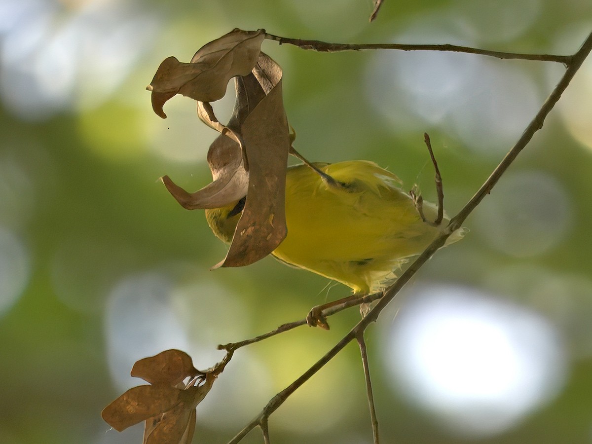 Blue-winged Warbler - ML641317054