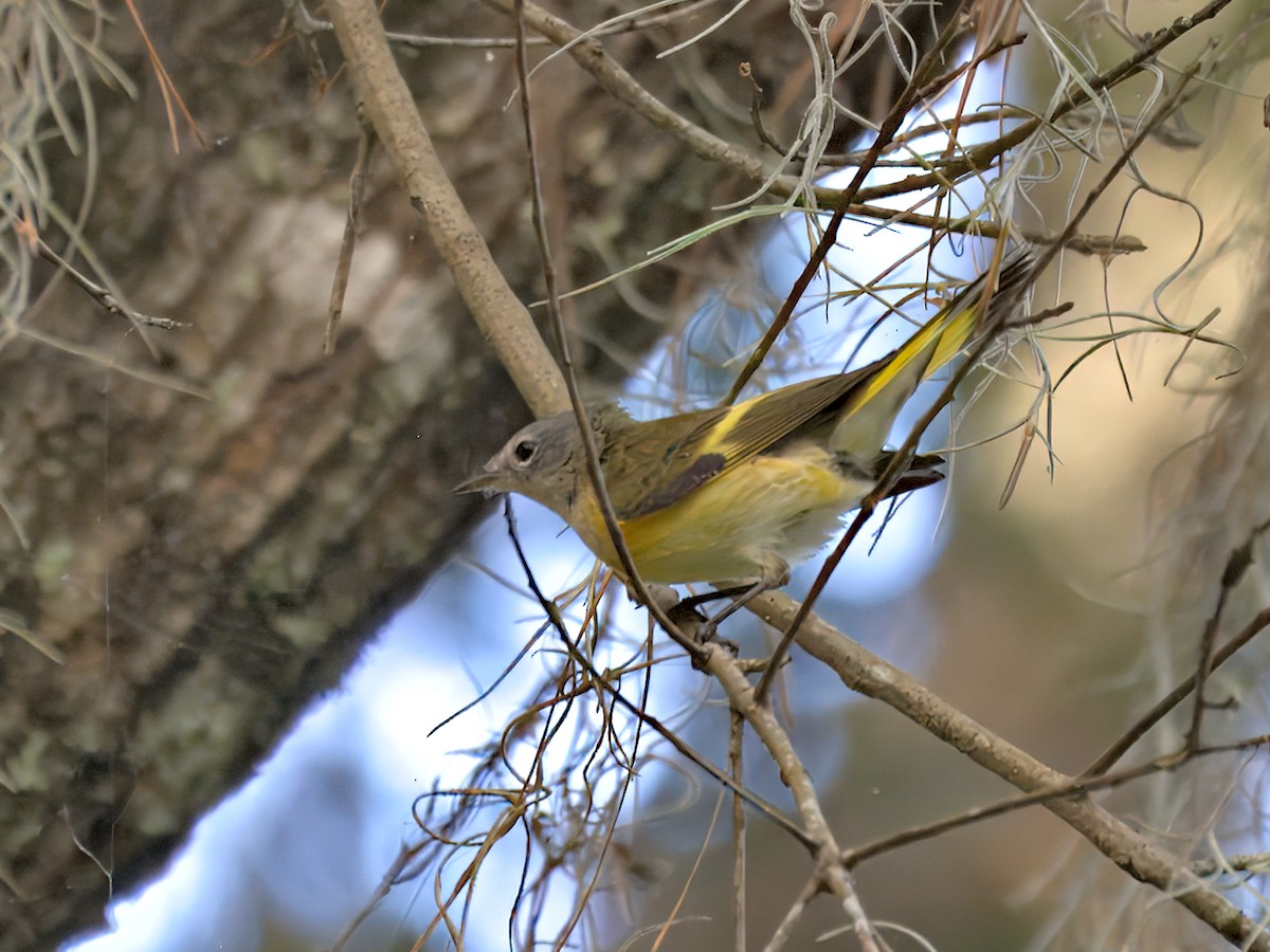 American Redstart - ML641317061