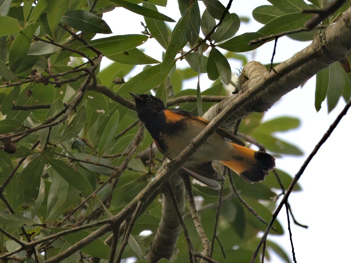 American Redstart - ML641317062