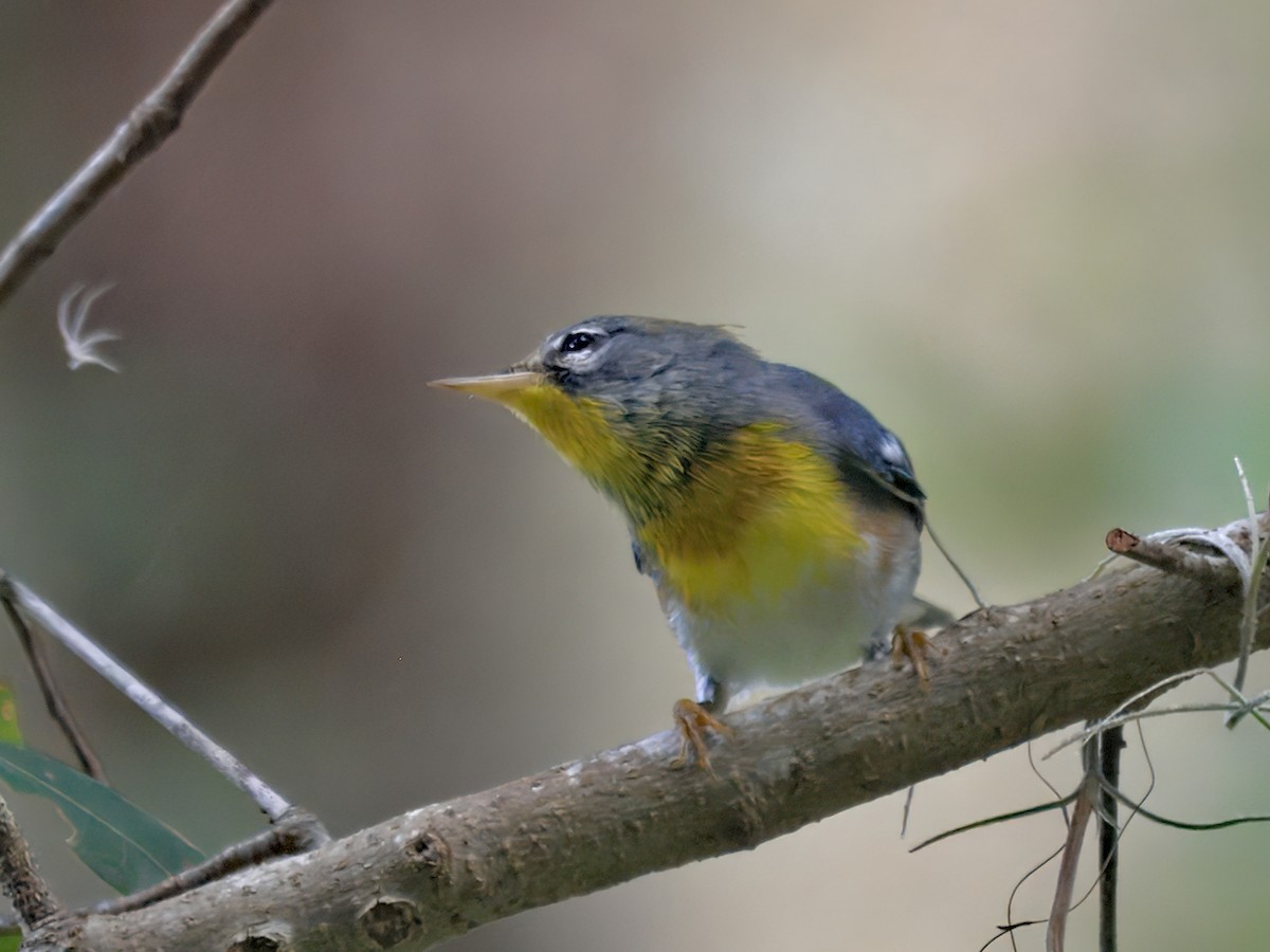 Northern Parula - ML641317077