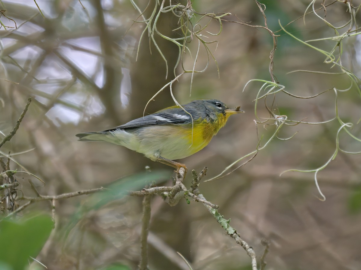 Northern Parula - ML641317080