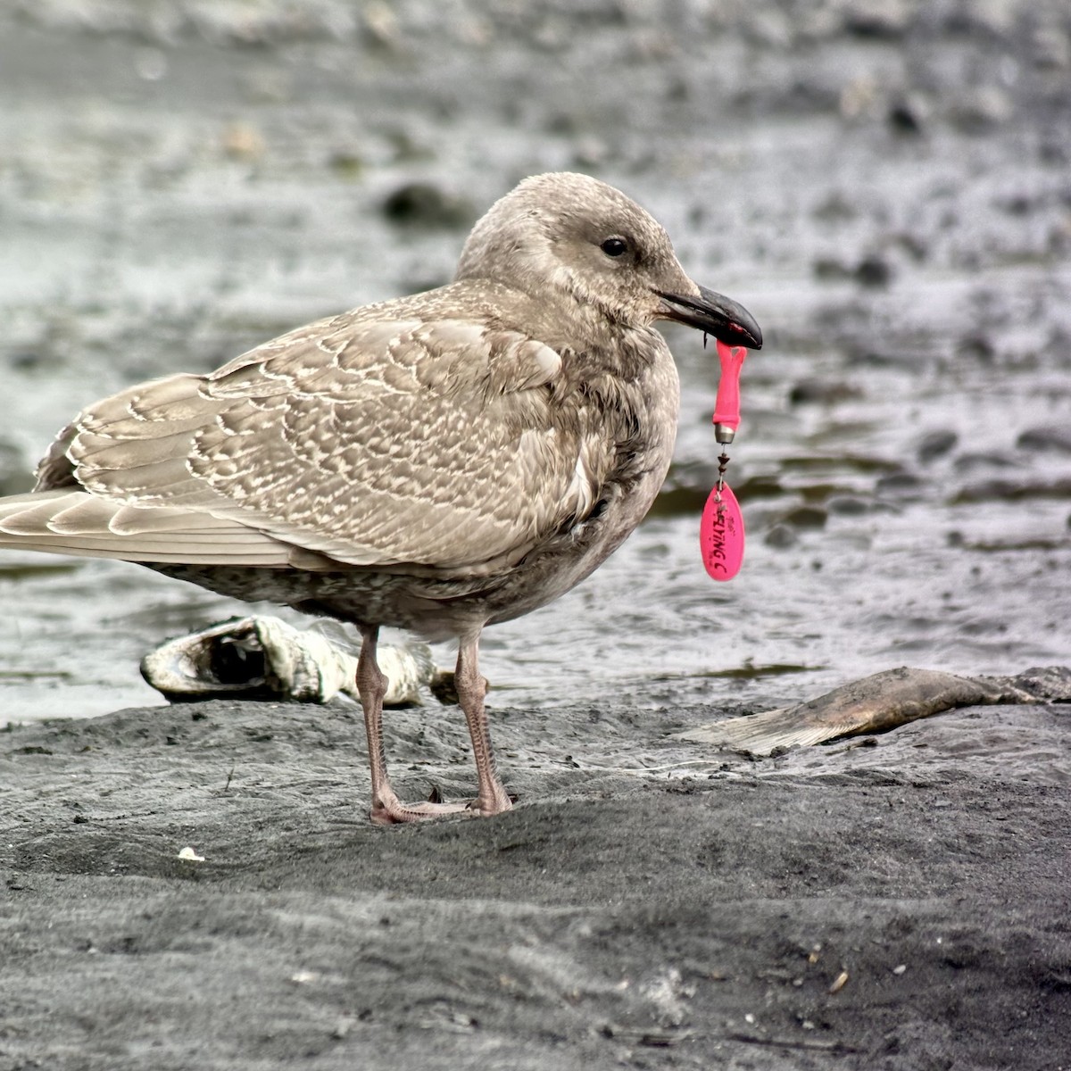 Glaucous-winged Gull - ML641317083