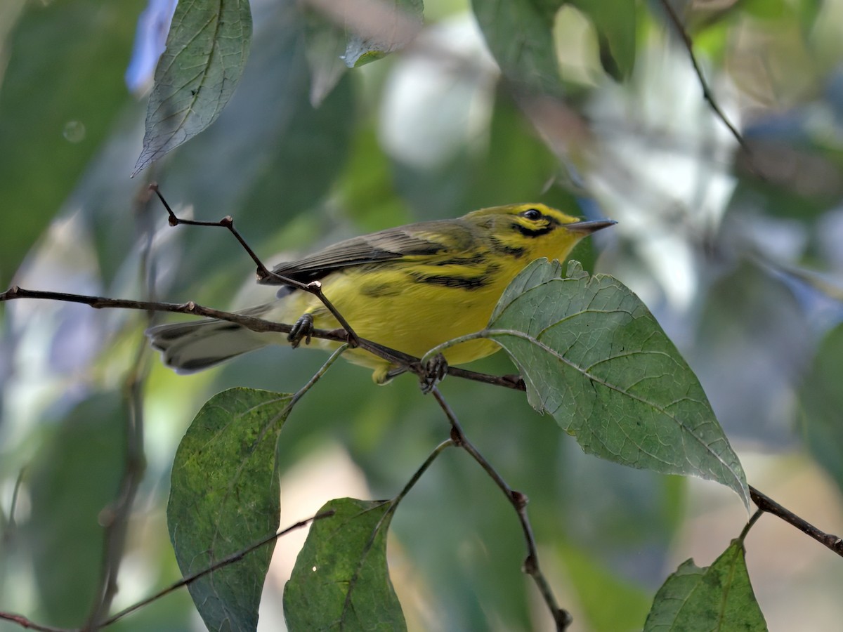 Prairie Warbler - ML641317089