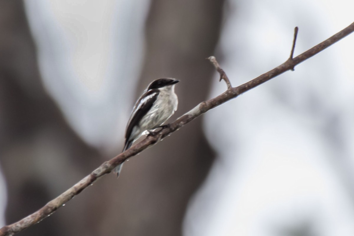 Bar-winged Flycatcher-shrike - ML641317091