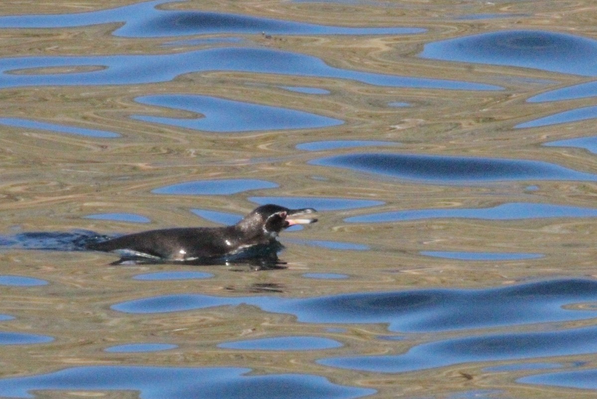 Pingüino de Galápagos - ML641317121