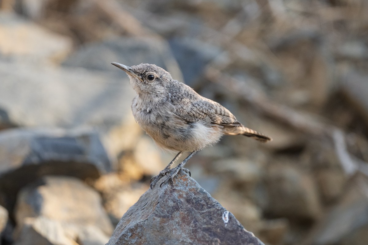 Rock Wren - ML641317243