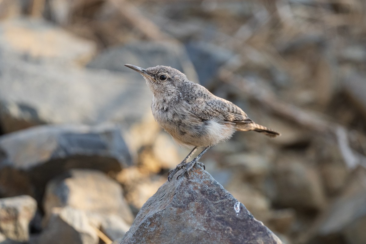 Rock Wren - ML641317246