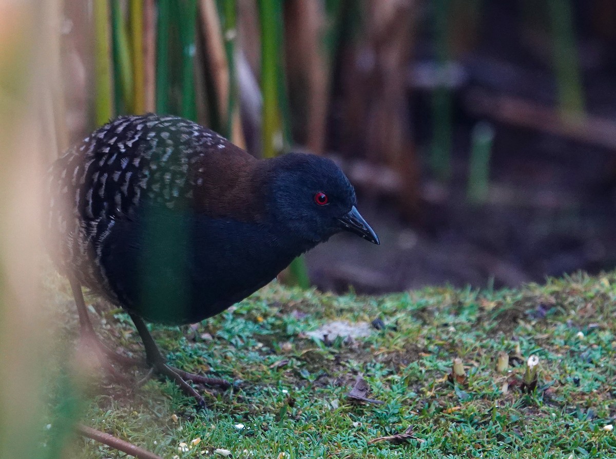 Black Rail (Junin) - ML641317277