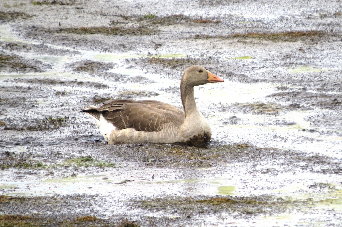Graylag Goose - ML641317325