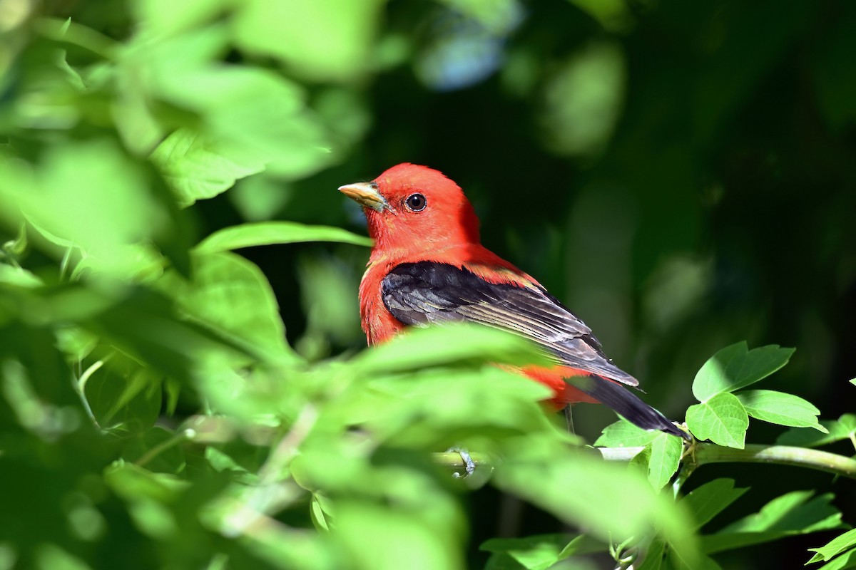 Scarlet Tanager - ML641317435