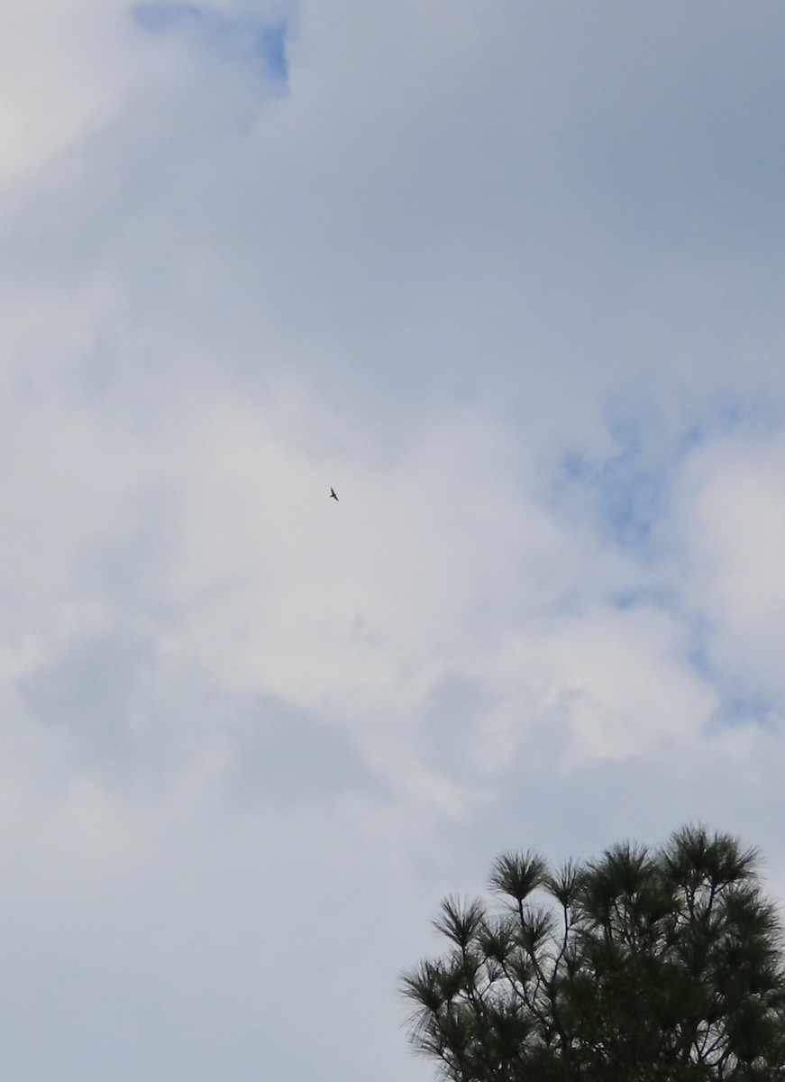 Chimney Swift - ML641317446