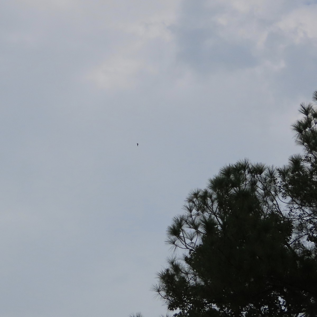Chimney Swift - ML641317447