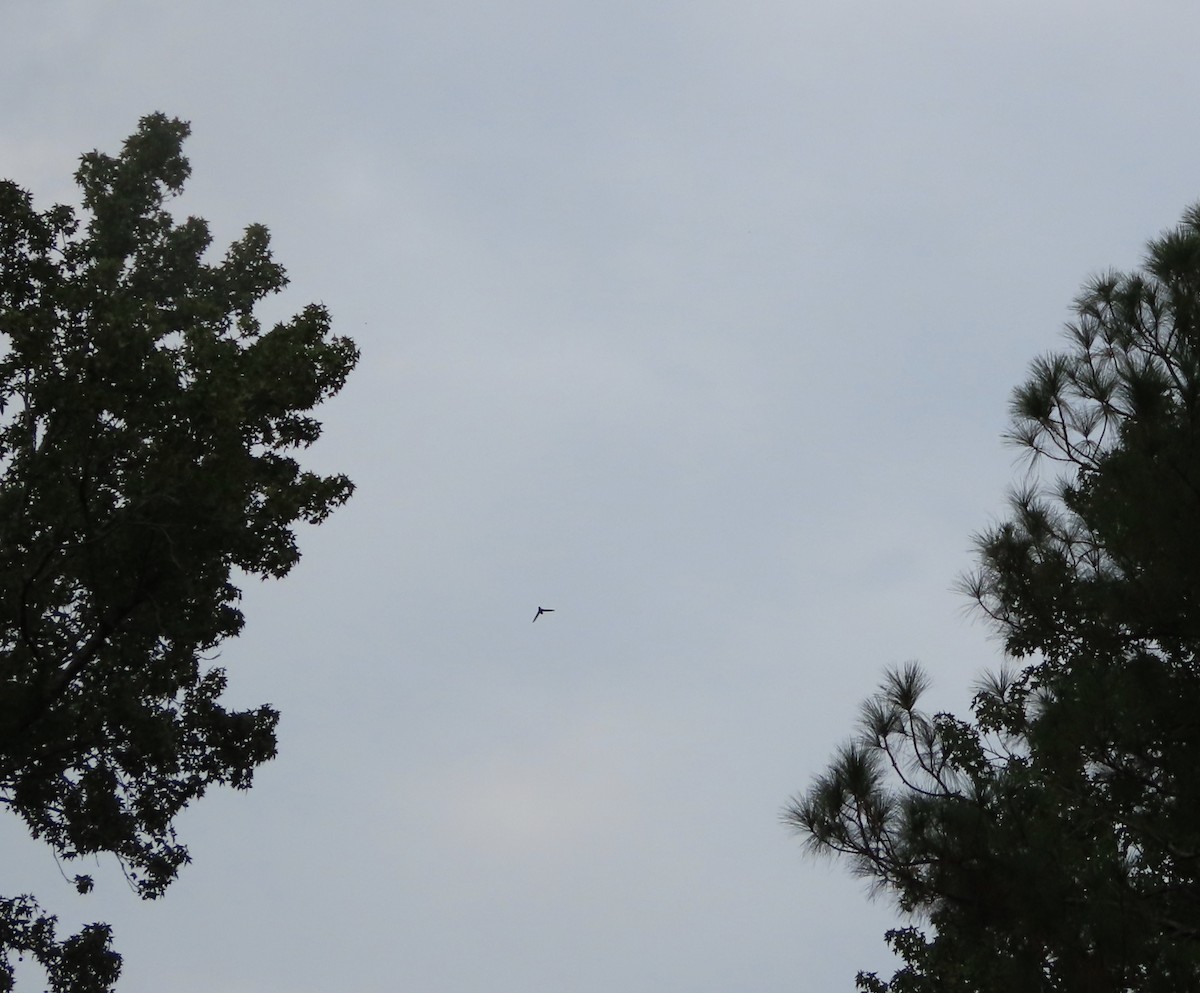Chimney Swift - ML641317448