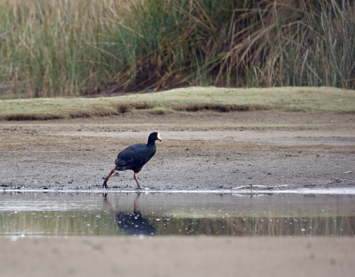 Giant Coot - ML641317467