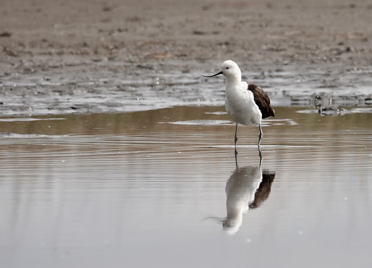 Andean Avocet - ML641317507