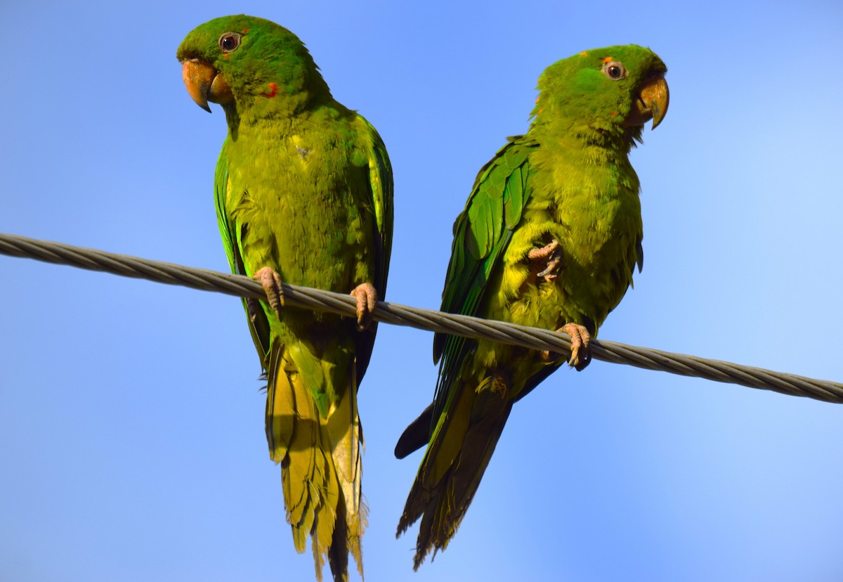 Pacific Parakeet - ML641317532