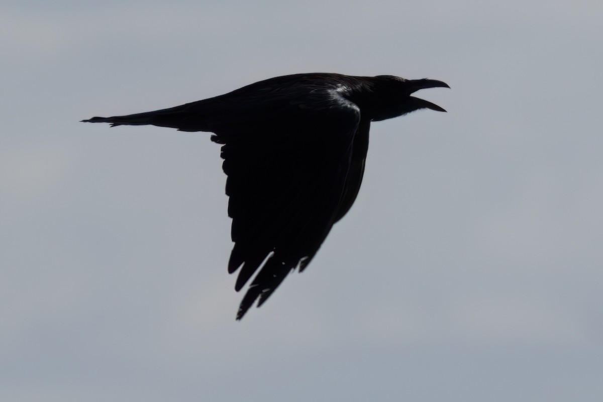 raven sp. - ML641317555