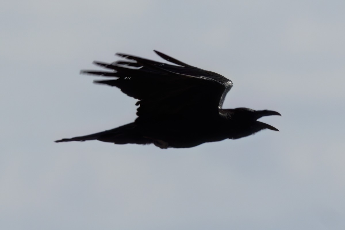 raven sp. - ML641317556