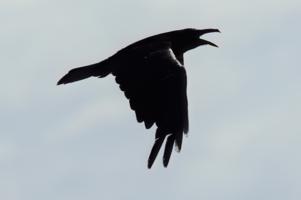 raven sp. - ML641317557