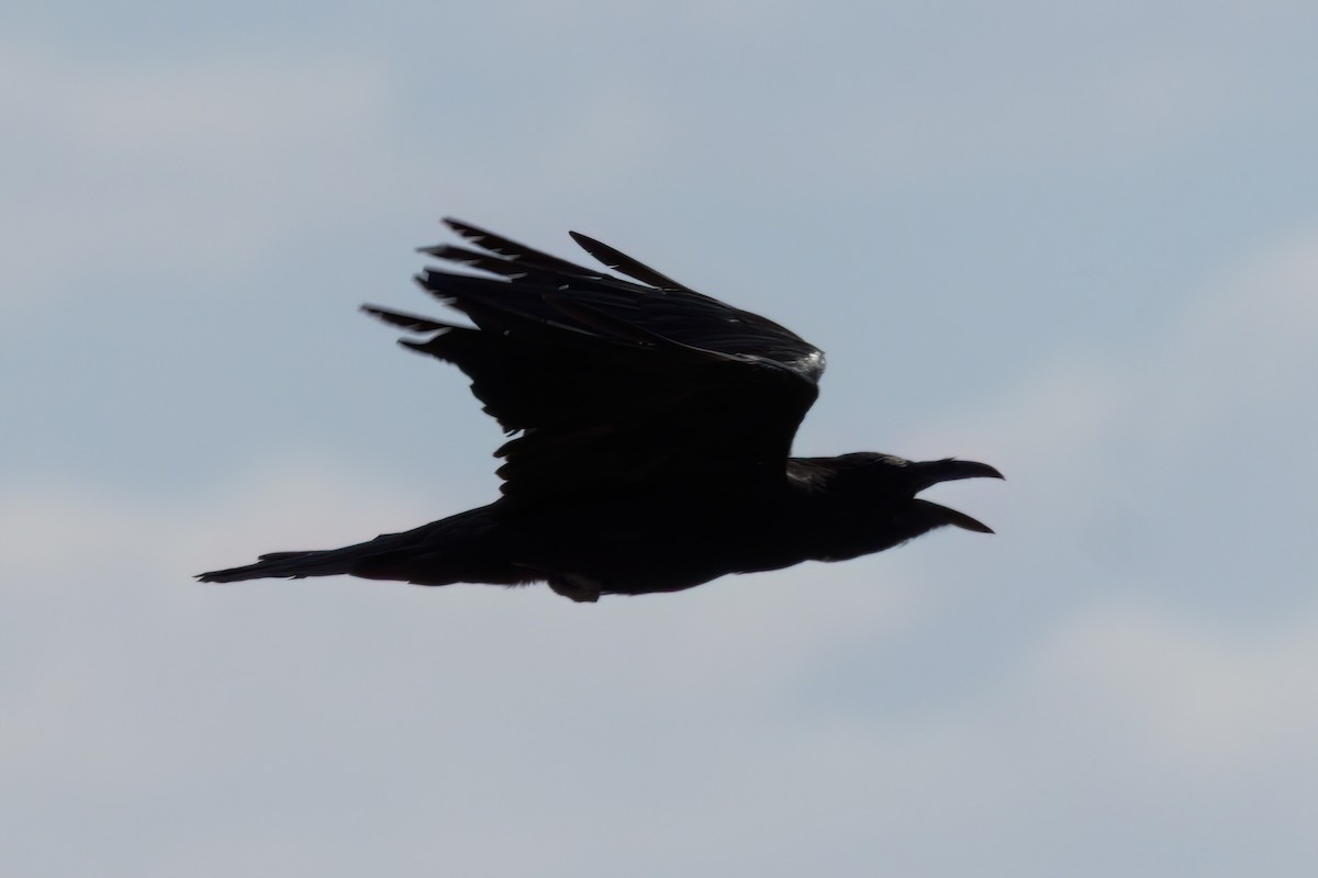 raven sp. - ML641317558