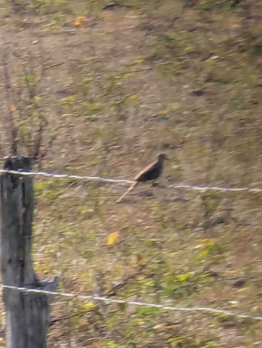 Long-tailed Ground Dove - ML641317589
