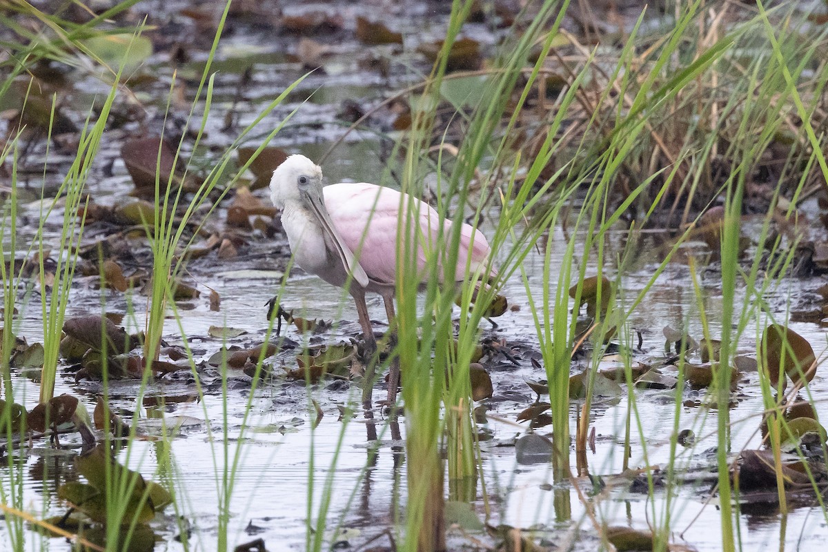 Roseate Spoonbill - ML641317626