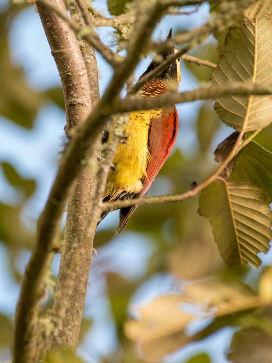 Crimson-mantled Woodpecker - ML641317630