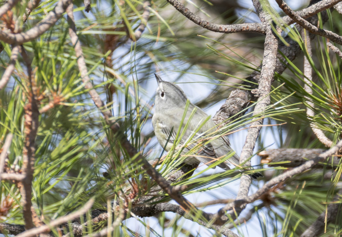 Plumbeous Vireo - ML641317636