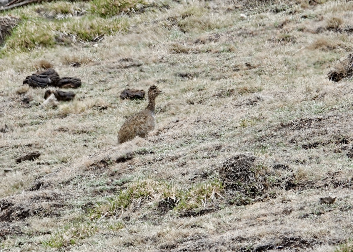 Ornate Tinamou - ML641317649